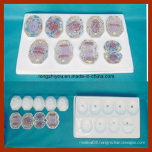 Animal Cell Mitosis Model 9 PCS Plactis Model